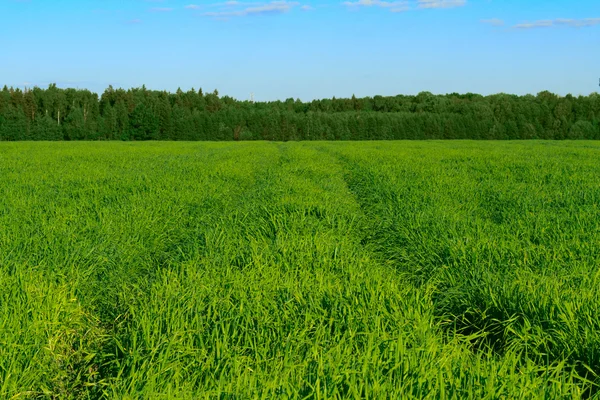 stock image Track in the field against the blue sky