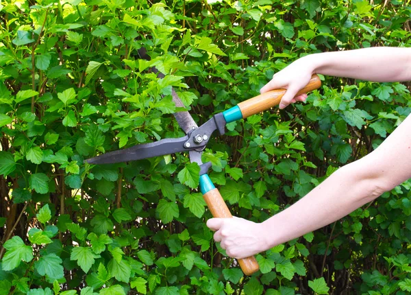 stock image Hands are cut bush clippers