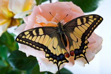 Kaplan Swallowtail (Papilio Glaucus) kelebek koni çiçek