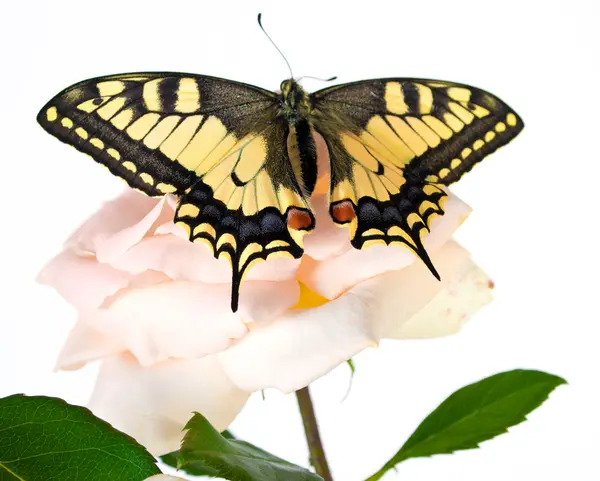 Kaplan Swallowtail (Papilio Glaucus) kelebek koni çiçek