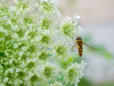 Wasp on a white flower clipart