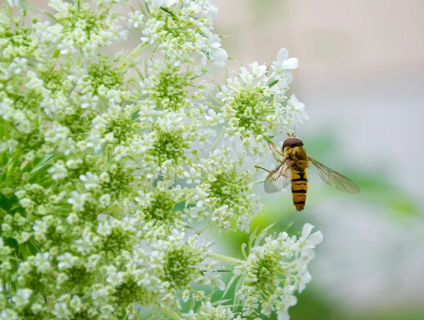 stock image Wasp on a white flower