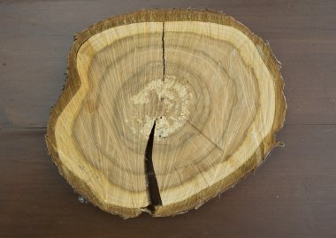 Ağaç gövdesinin kesiti