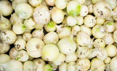 beyaz soğan