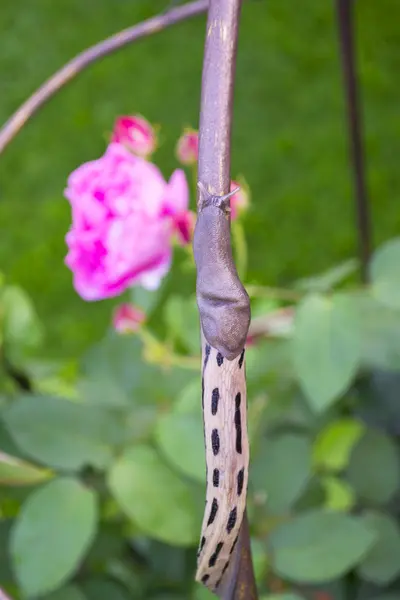 stock image A Leopard Slug