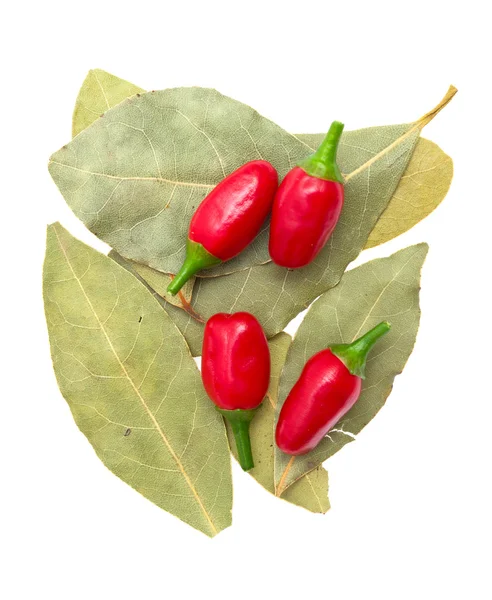 stock image Laurel leafs, hot pepper on white background