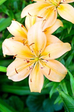 Orange lily in summer garden clipart