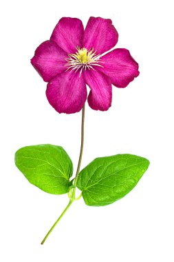 Beyaz arka plan üzerinde izole pembe akasma