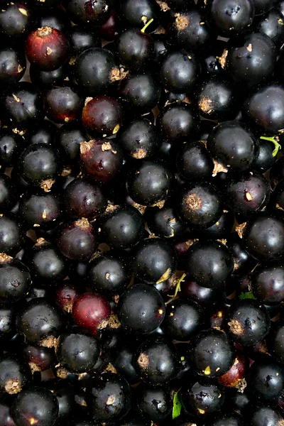 stock image Currant black Background