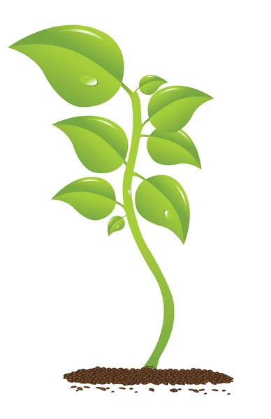 Rostoucí rostlina — Stockový vektor