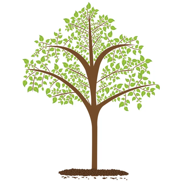 Copac verde — Vector de stoc