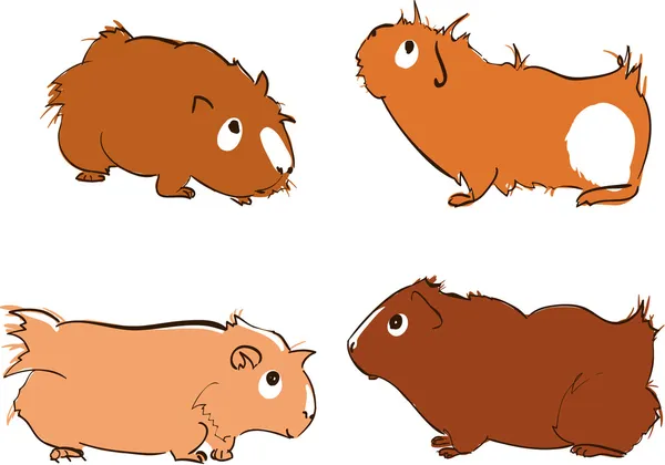 Guinea pigs — Stock Vector