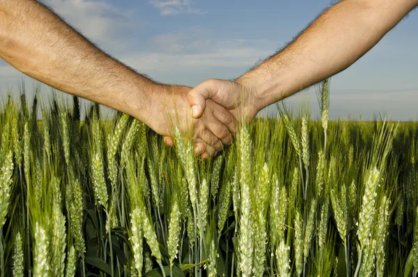 Shaking hands in the field — Stock Photo, Image