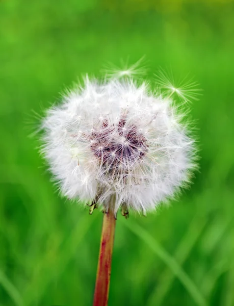 stock image Dandelion