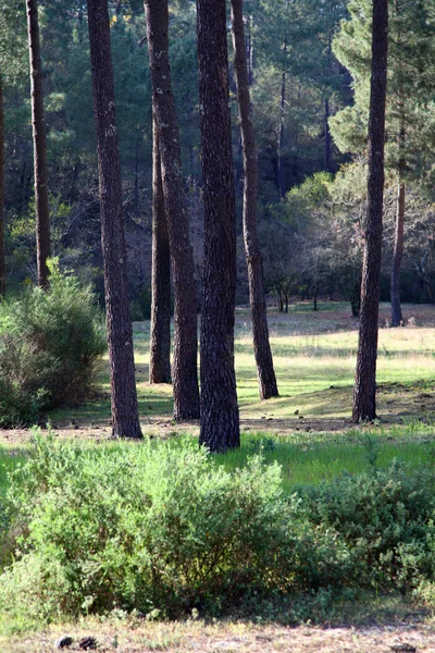 Вид на сосновый лес — стоковое фото