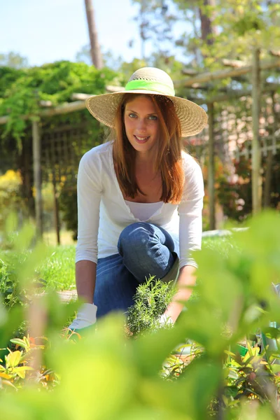 Bella donna piantare fiori in giardino — Foto Stock