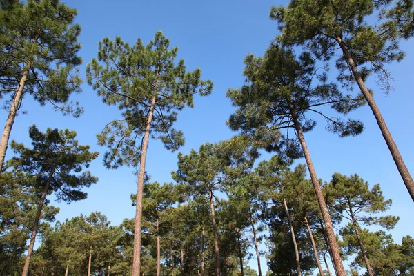 stock image View of pine forest with blue sky