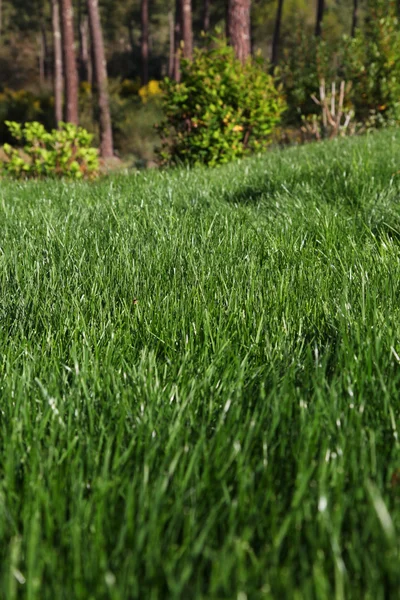 Görünüm taze Bahçe çim — Stok fotoğraf