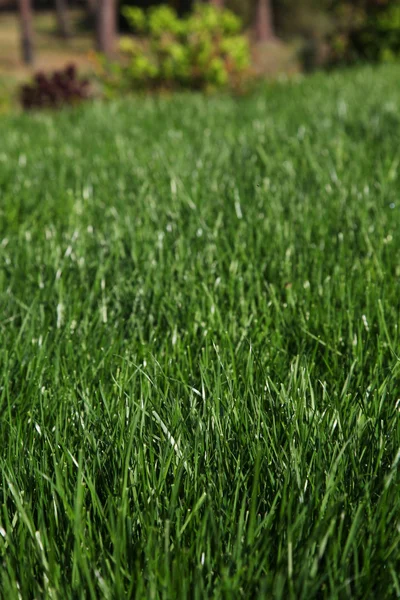 View of fresh garden grass — Stock Photo, Image