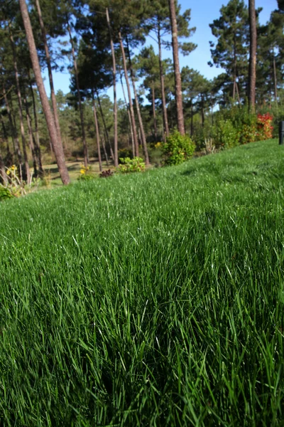 Vista dell'erba fresca del giardino — Foto Stock