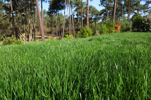 Vista da grama fresca do jardim — Fotografia de Stock