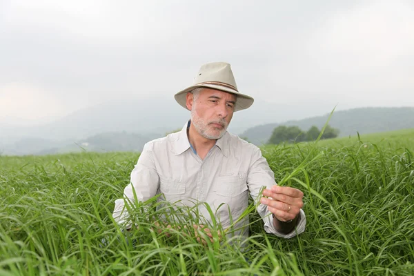 Homem sênior com chapéu em terras agrícolas — Fotografia de Stock