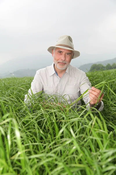 Starší muž s kloboukem v zemědělské půdy — Stock fotografie