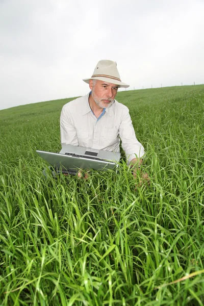 Фермер изучает урожай с помощью ноутбука — стоковое фото