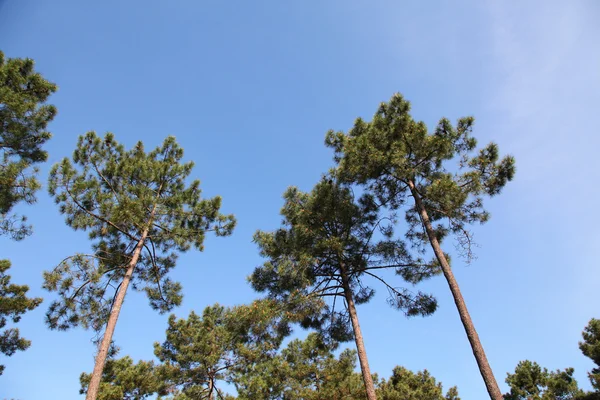 Вид соснового леса с голубым небом Стоковое Изображение