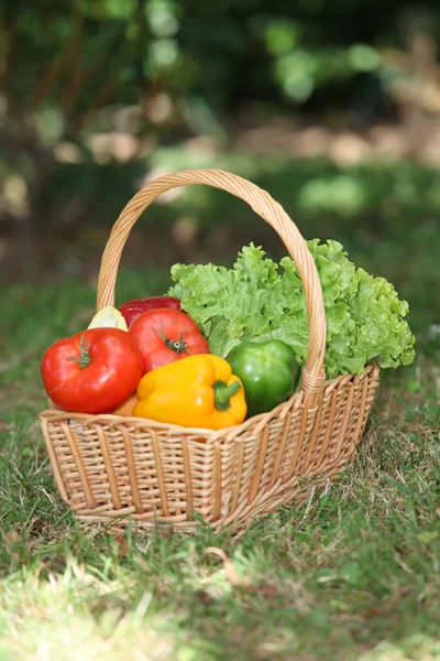 Panier de légumes frais — Photo