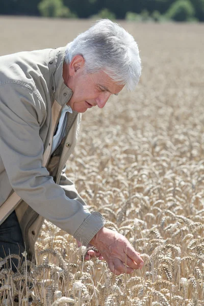 在小麦领域工作的农学家 — 图库照片