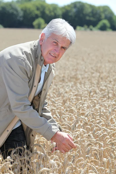Агроном, работающий на пшеничном поле — стоковое фото