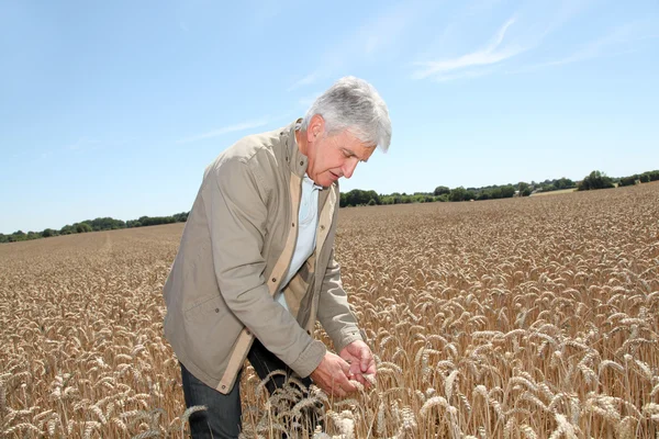 stock image Agronomist working in wheat field