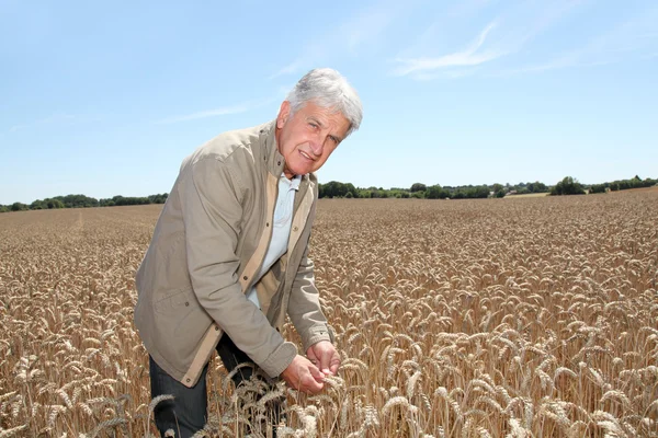 在小麦领域工作的农学家 — 图库照片