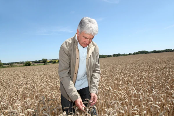 Агроном, работающий на пшеничном поле — стоковое фото