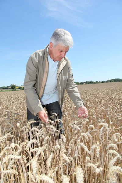 Agronomiste travaillant dans le champ de blé — Photo