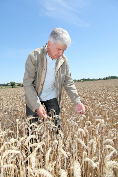 Agronomist working in wheat field