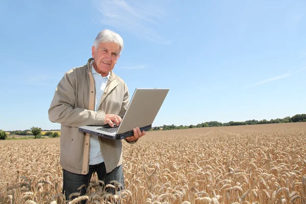 Agronomista no campo do trigo — Fotografia de Stock