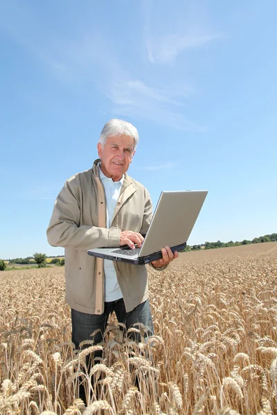 Agronomista na polu pszenicy — Zdjęcie stockowe