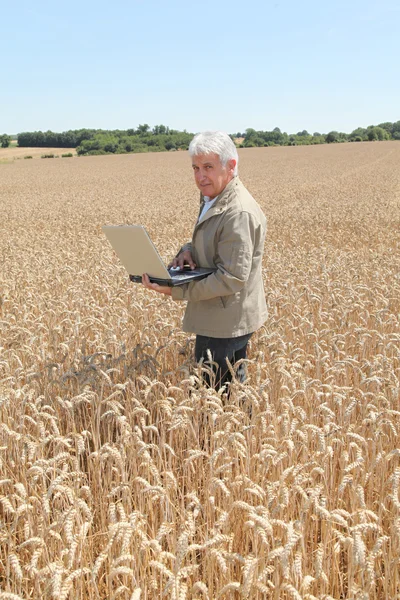 Agronomiste dans le champ de blé — Photo