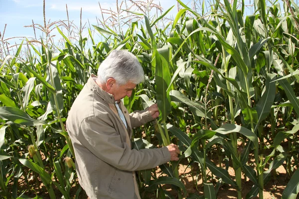 Agronomist in corn field — Stock Photo, Image