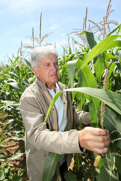 Агроном на кукурузном поле — стоковое фото