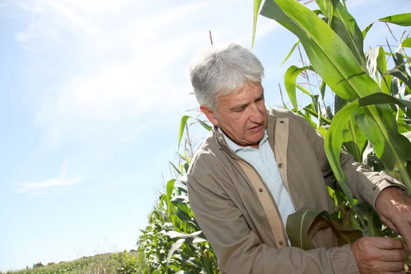 Agronomista no campo de milho — Fotografia de Stock