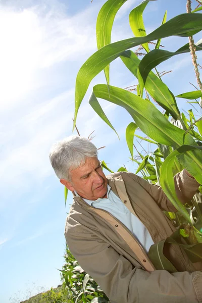 Агроном на кукурузном поле — стоковое фото