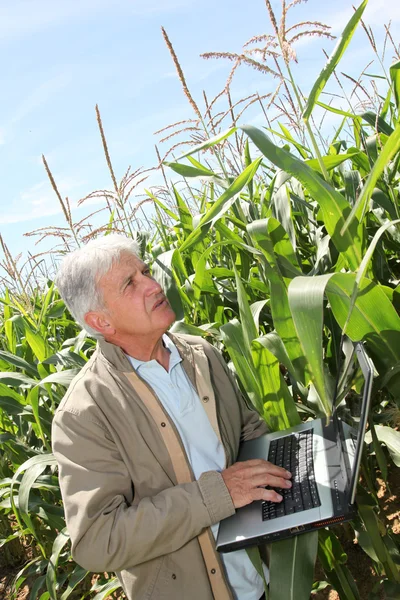 Agronomista no campo de milho — Fotografia de Stock