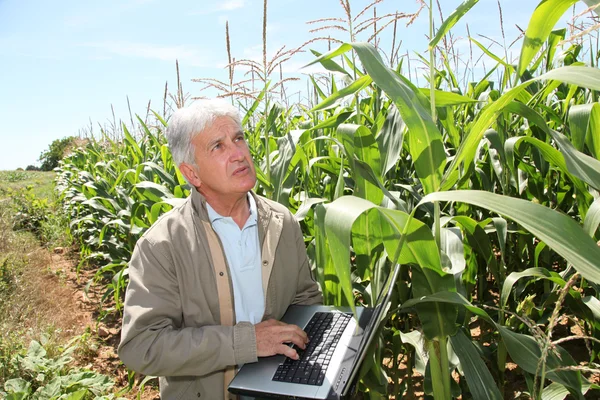 Agronom w polu kukurydzy — Zdjęcie stockowe