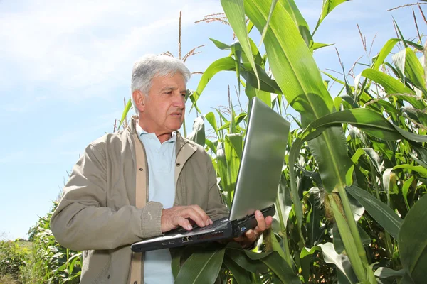 Агрономіст у кукурудзяному полі — стокове фото