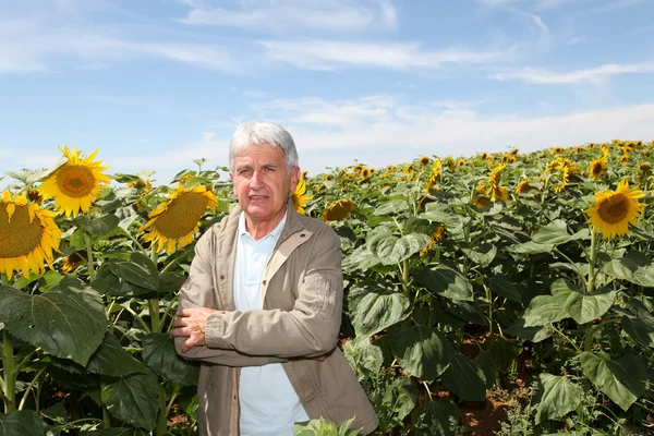 Agronomist in sunflowers field — Stock Photo, Image