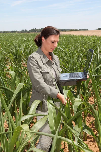 Landbouwingenieur in maïsveld — Stockfoto