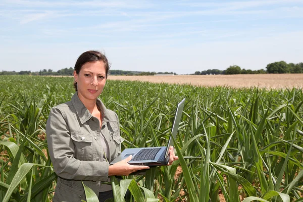 Agronomist in corn field — Stock Photo, Image
